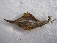 Solidago virgaurea asiatica