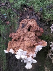 Bondarzewia kirkii
