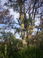 Opuntia jaliscana