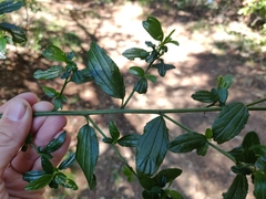 Ceanothus thyrsiflorus thyrsiflorus