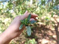Ceanothus thyrsiflorus thyrsiflorus