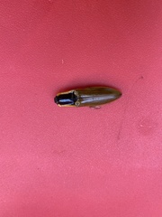 Semiotus luteipennis