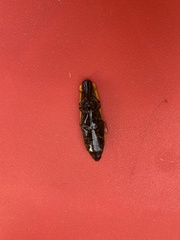 Semiotus luteipennis