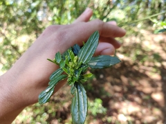 Ceanothus thyrsiflorus thyrsiflorus