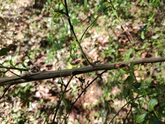 Ceanothus thyrsiflorus thyrsiflorus