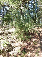 Ceanothus thyrsiflorus thyrsiflorus