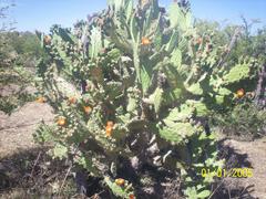 Opuntia jaliscana