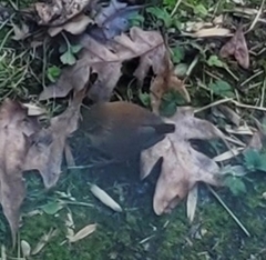 Troglodytes hiemalis