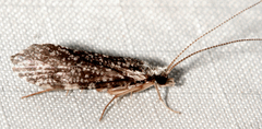Holocentropus