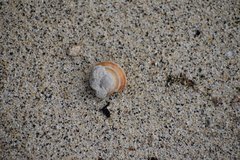 Poecilozonites bermudensis