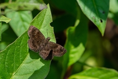 Staphylus ascalon