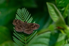 Staphylus ascalon