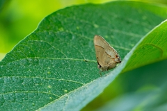 Arzecla tucumanensis