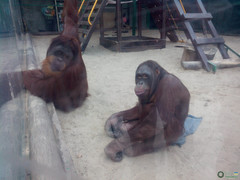 Pongo