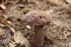 Sutorius australiensis