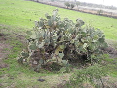 Opuntia joconostle