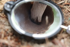 Sutorius australiensis