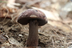 Sutorius australiensis