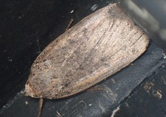 Abagrotis cupida