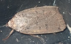 Abagrotis cupida