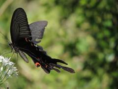 Papilio macilentus