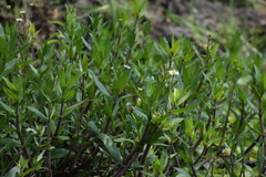 Jaegeria bellidiflora