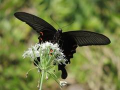 Papilio macilentus