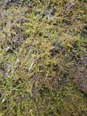 Herbertus dicranus