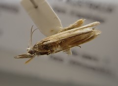 Hednota relatalis