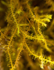 Herbertus dicranus