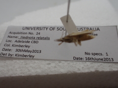 Hednota relatalis