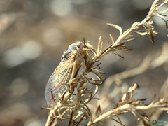 Cicadatra platyptera