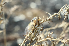 Cicadatra platyptera