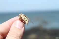 Cicadatra platyptera