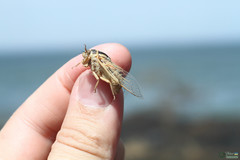 Cicadatra platyptera