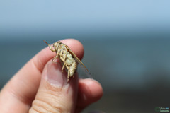 Cicadatra platyptera