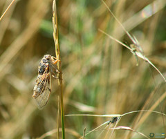 Cicadatra platyptera