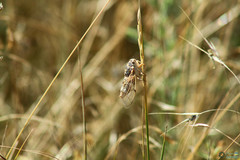 Cicadatra platyptera