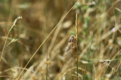 Cicadatra platyptera