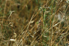 Cicadatra platyptera