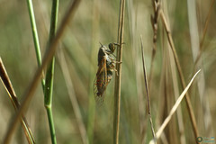 Cicadatra platyptera