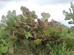 Opuntia hyptiacantha