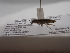 Hednota relatalis