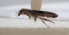 Hednota relatalis