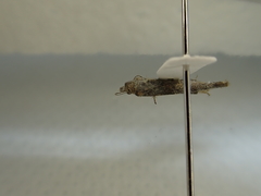 Hednota relatalis