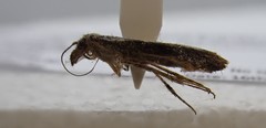 Hednota relatalis