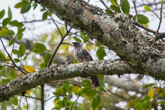 Hinde's Babbler photo 2