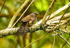 Hinde's Babbler photo 3