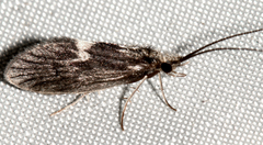 Lepidostoma griseum
