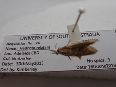 Hednota relatalis